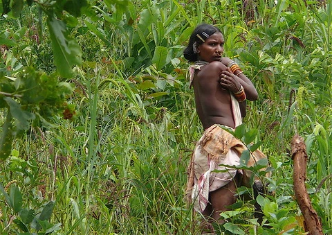 Dongaria Kandha Photo