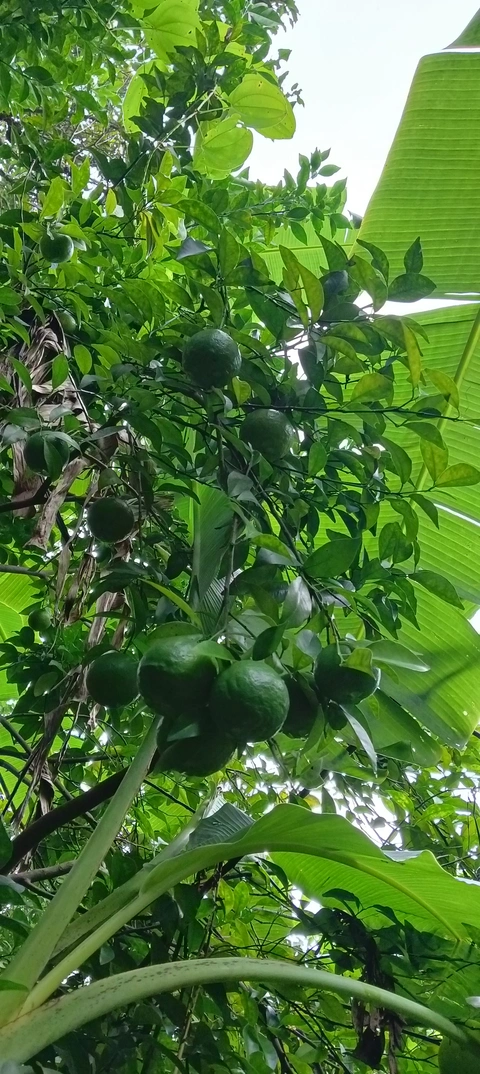 orange of niyamagiri