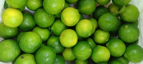 orange of niyamamgiri