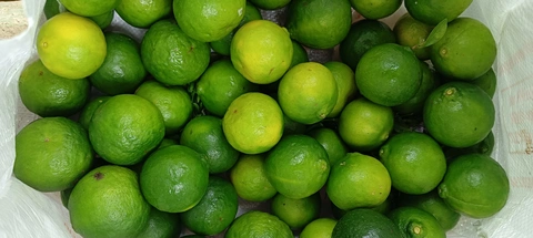 orange of niyamamgiri